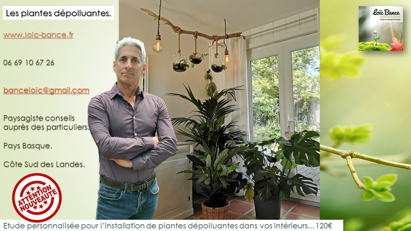 Paysagiste-Anglet-Plantes-depolluantes