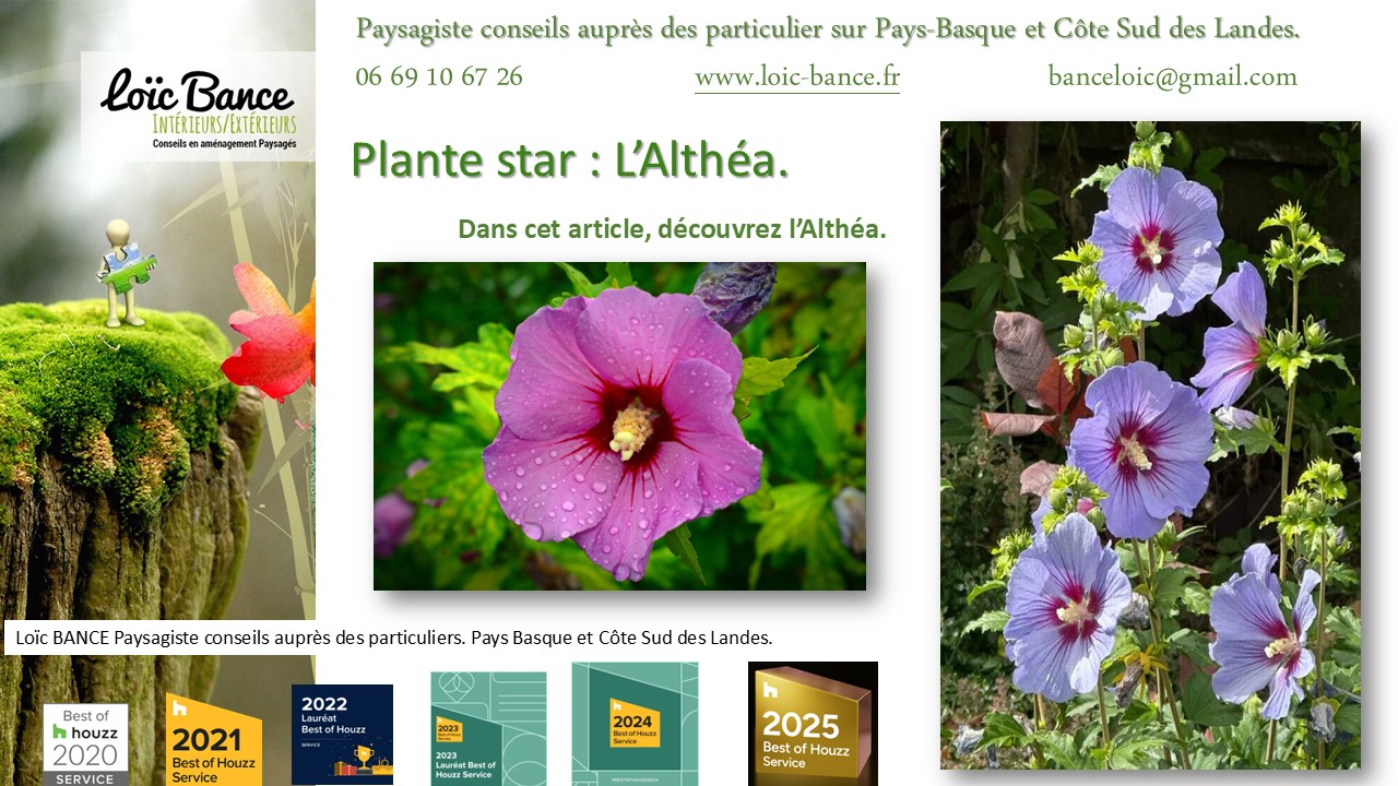 Fiche technique de l'Alth�a Hibiscus Paysagiste Anglet 