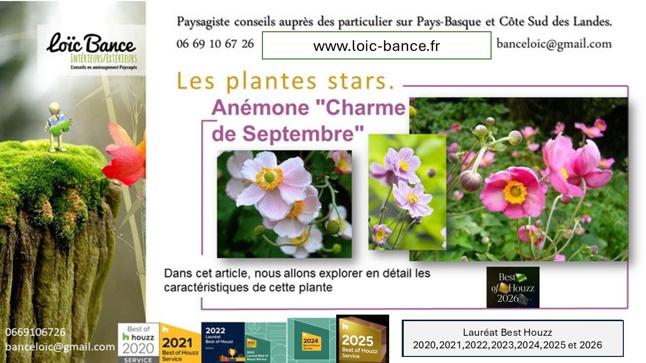 Paysagiste Anglet. La plante star, an�mone September