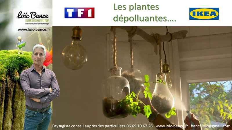 paysagiste anglet Vido Plantes depolluantes mon intervention sur TF1